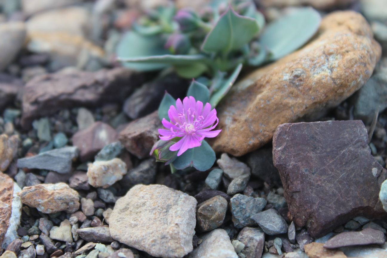Plant Image